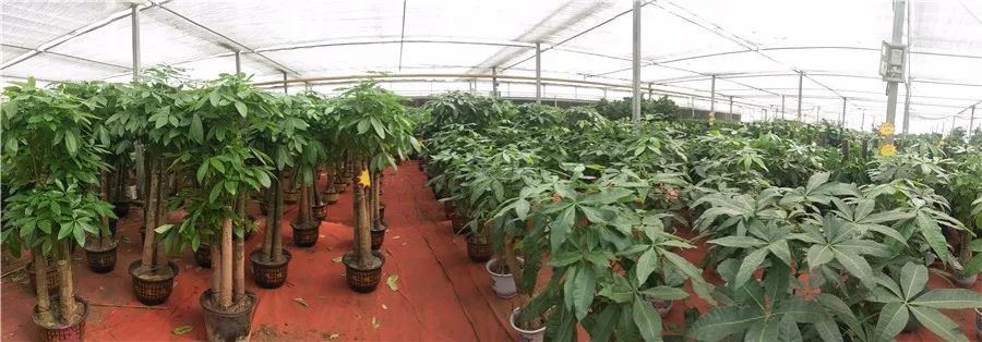 澳门一肖中100%期期准海南特区号|高速响应方案设计